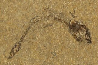 Oligocene Fossil Fish (Idrissia carpathica) - Poland #320602
