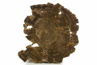 Polished Cretaceous Petrified Wood Round - Texas #320750