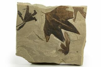 Fossil Leaf (Macginitiea & Lygodium) Plate - Insect Predation! #320789