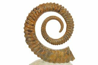 Early Devonian Ammonoid (Anetoceras) - Tazarine, Morocco #320850