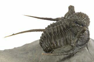 Detailed Spiny Cyphaspis Trilobite - Morocco #320859