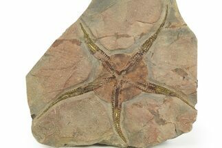 Very Detailed Ordovician Brittle Star (Ophiura) - Morocco #320952