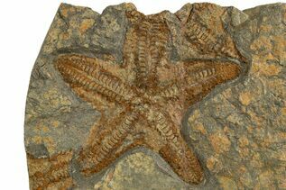 Buy Starfish & Brittle Stars