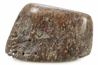 Polished Jurassic Plesiosaur (Colymbosaurus) Bone - England #320986
