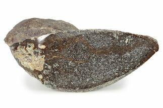 Polished Jurassic Plesiosaur (Colymbosaurus) Bone - England #320994