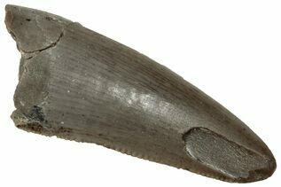 Reptile & Amphibian Fossils For Sale