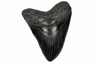 Serrated, Fossil Megalodon Tooth - South Carolina #321313