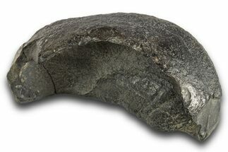 Huge, Fossil Whale Ear Bone - South Carolina #321084