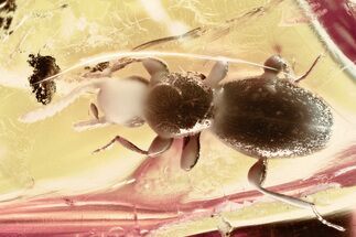 Fossil Ant-Like Stone Beetle (Scydmaeninae) in Baltic Amber #321742