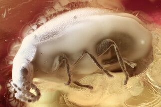 Detailed Fossil Marsh Beetle (Scirtidae) in Baltic Amber #321751