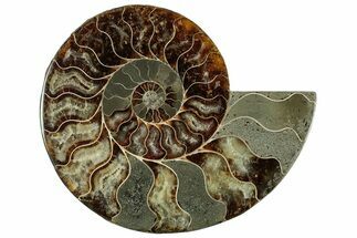 Cut & Polished Ammonite Fossil (Half) - Madagascar #317927