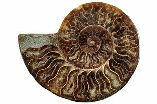 Cut & Polished Ammonite Fossil (Half) - Madagascar #317931
