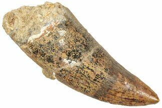 Serrated Carcharodontosaurus Tooth - Composite Tip #322017