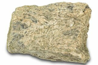 Dinosaur (Triceratops) Frill Shield Section - Montana #321988