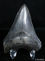 Inch Megalodon Tooth - Great Serrations #2823