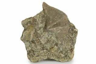 Buy Brachiopods