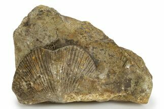 Fossil Brachiopod (Cyrtospirifer) - Russia #322159