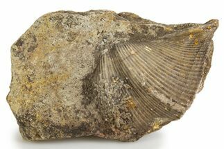 Fossil Brachiopod (Cyrtospirifer) - Russia #322160