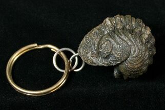 Real Phacops Trilobite Keychain #17383