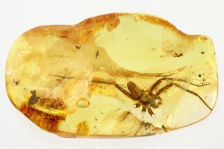 Detailed Fossil Nursery Web Spider (Pisauridae) In Baltic Amber #321726