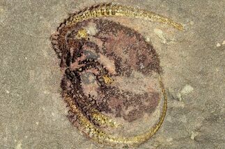 Detailed Ordovician Brittle Star (Ophiura) - Morocco #322497