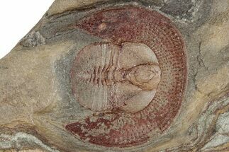 Red Trinucleid Trilobite (Declivolithus) - Mecissi, Morocco #322503
