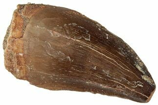 Fossil Mosasaur (Prognathodon) Tooth - Morocco #322631