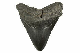 Fossil Megalodon Tooth - South Carolina #321314