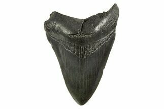Fossil Megalodon Tooth - South Carolina #321318