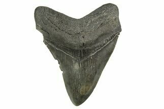 Fossil Megalodon Tooth - South Carolina #321324