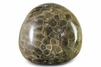 Large, Polished Petoskey Stone (Fossil Coral) - Michigan #322891