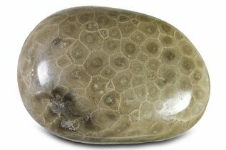 Buy Petoskey Stones