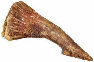 Fossil Sawfish (Onchopristis) Rostral Barb - Morocco #322871