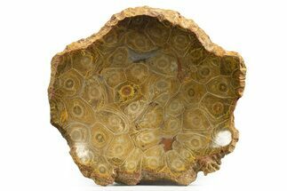 Polished Fossil Coral (Actinocyathus) Dish - Morocco #323063