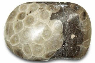 Polished Petoskey Stone (Fossil Coral) - Michigan #322982