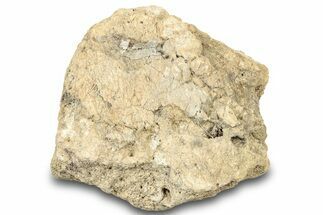 Dinosaur (Triceratops) Frill Shield Section - Montana #323023