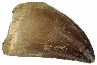 Fossil Mosasaur (Prognathodon) Tooth - Morocco #322654