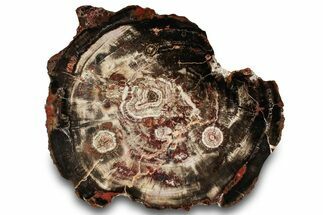 Polished Triassic Petrified Wood (Araucarioxylon) Round - Utah #323170