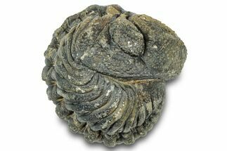 Wide Enrolled Morocops Trilobite - Morocco #323193