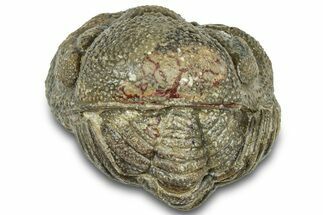 Wide Enrolled Morocops Trilobite - Morocco #323202