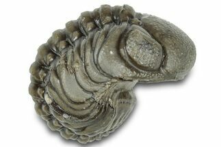 Wide, Enrolled Austerops Trilobite - Morocco #323213