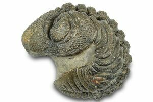 モロッコの土器 : Muntkidy