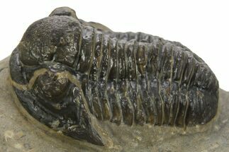 Detailed Proetid (Gerastos) Trilobite Fossil - Morocco #323187