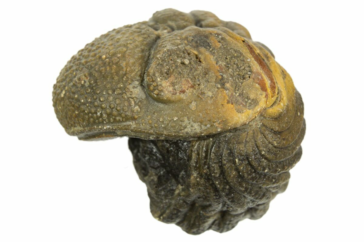 Ｍｏｒｏｃｏｐｓ ｆｏｒｔｅｙｉ 95