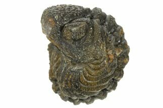 Wide Enrolled Morocops Trilobite - Morocco #323236