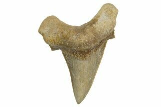 Serrated Sokolovi (Auriculatus) Shark Tooth - Dakhla, Morocco #321862