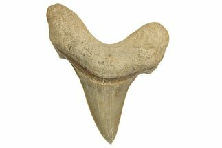 Serrated Sokolovi (Auriculatus) Shark Tooth - Dakhla, Morocco #321867