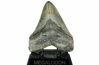 Serrated, Fossil Megalodon Tooth - North Carolina #319919