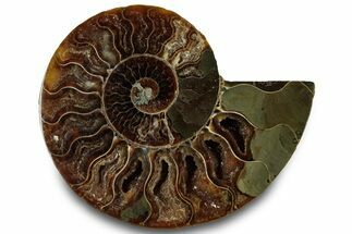 Cut & Polished Ammonite Fossil (Half) - Crystal Pockets #323309
