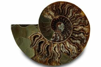 Cut & Polished Ammonite Fossil (Half) - Crystal Pockets #323310